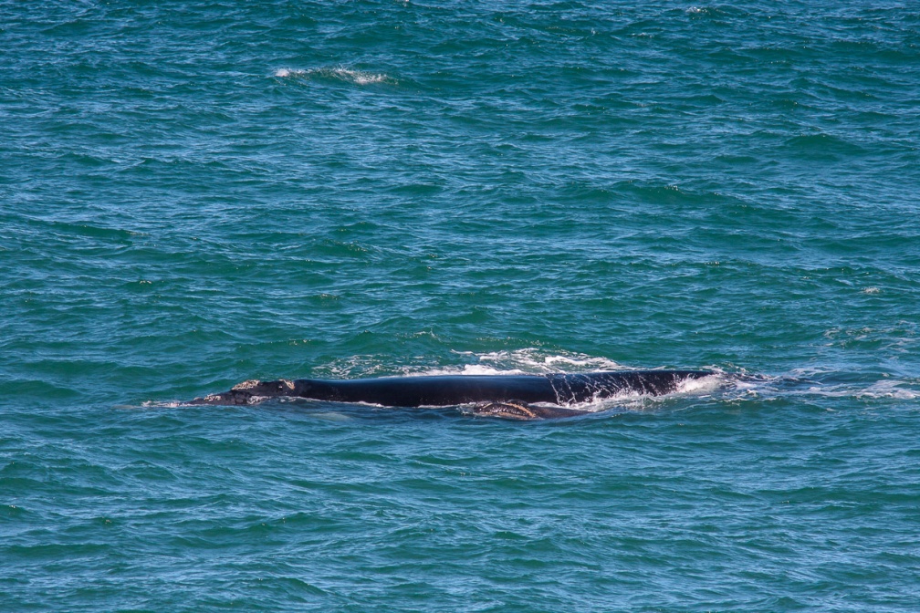 eubalaena-australis-south-africa-BB4793DE-D3D6-4B89-B5E4-BB282E99960C.jpg