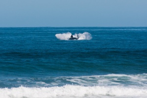 Eubalaena australis (Baleine franche australe)