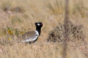 Eupodotis afraoides (Outarde à miroir blanc)
