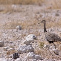 eupodotis-ruficrista-namibia-109770E1-512D-4902-8F79-BFD260E74957.jpg