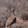 eupodotis-vigorsii-south-africa-135A7540-47EC-41FA-9BB0-B8F1372B25E7.jpg