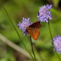 fabriciana-adippe-switzerland-C43AB714-C4A4-4129-AF8B-FCCC650DD5BC.jpg