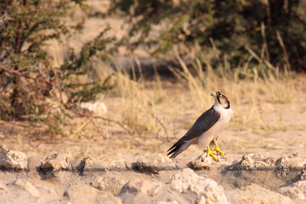 falco-biarmicus-botswana-40B1A8A9-CF6D-43F9-AB41-A3F813D40276.jpg