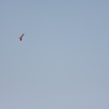 falco-peregrinus-namibia-9A42B499-A40F-40D7-ABE3-E2FDD68F4EE3.jpg