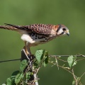 falco-sparverius-guadeloupe-85FD1A91-5F80-47FD-83EB-946676EA1841.jpg