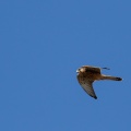 falco-tinnunculus-canaries-la-palma-21B982BE-7715-44F9-9EC6-8BE20262F371.jpg