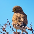 falco-tinunculus-namibia-4813B82D-A31A-456D-887E-9D6EE9856C58.jpg