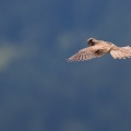 falco-tinunculus-switzerland-E4265C5B-B826-41B2-9100-1D737D450E5A.jpg