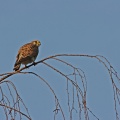 falco-tinunculus-switzerland-F77526E1-4734-11DC-8E52-000A95CA2156.jpg