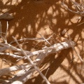 find-the-saudi-arabia-7DAB2426-4B7C-11DC-8D9F-000A95CA2156.jpg