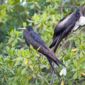 fregata-magnificens-guadeloupe-EF5FE12B-DAB9-4732-A1F5-41E029F81763.jpg
