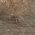 fringilla-coelebs-canaries-el-hierro-ABF91126-67E2-44AE-B10D-5A8BEEE171E6.jpg