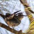 fringilla-teydea-canaries-tenerife-02A0F575-F5D6-4B1B-A448-AE956A3F0E42.jpg