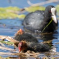 fulica-atra-switzerland-2E6B10B4-0B95-4657-9B10-8EA419ED0D99.jpg