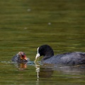 fulica-atra-switzerland-E46E8D15-733B-4A81-9B9B-0E907F522F69.jpg