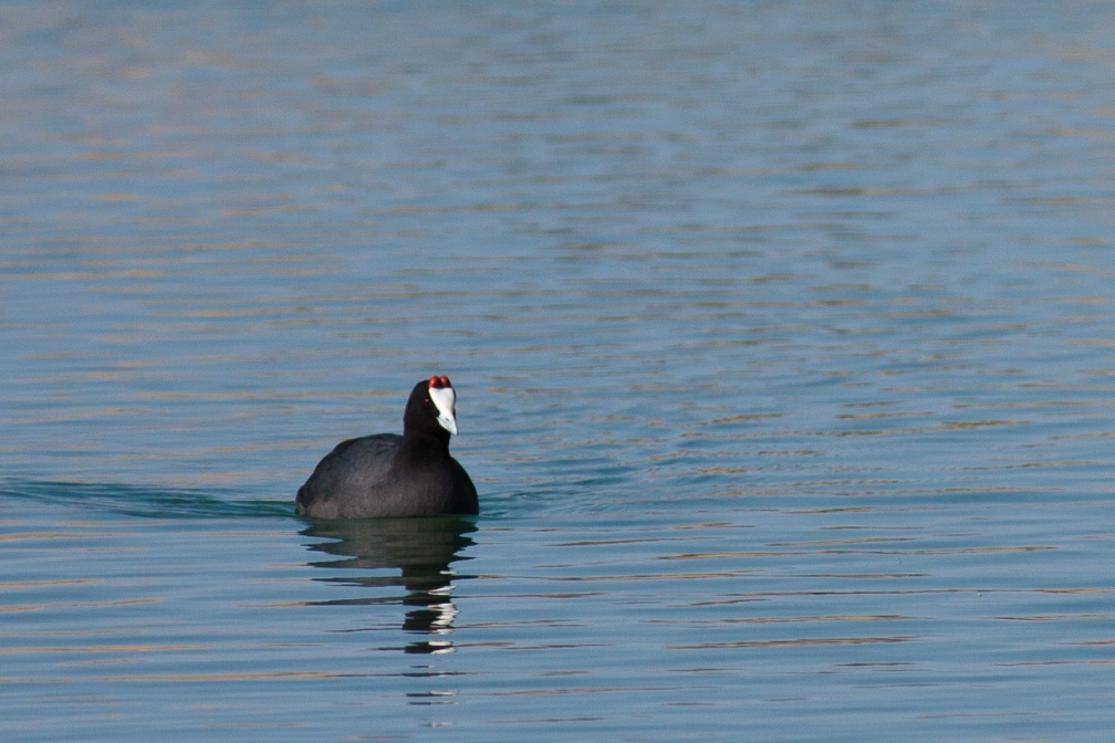fulica-cristata-namibia-EAAF6E33-70E8-4030-B33A-BF5BD907A157.jpg