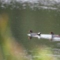 gallinula-chloropus-guadeloupe-F9DBD943-2BF7-4BF0-9C0B-1AB5BFF9E54B.jpg
