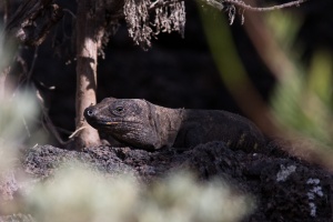 Gallotia simonyi (Lézard géant de El Hierro)