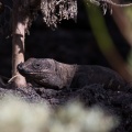 gallotia-simonyi-canaries-el-hierro-276DF15C-0A0E-4170-AFBD-9D23C4ABF56A.jpg