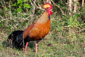 Gallus lafayetii