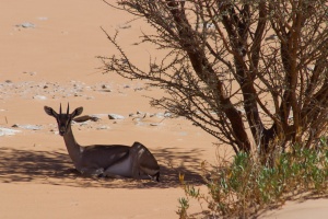Gazella gazella (Gazelle des montagnes, Idmi)