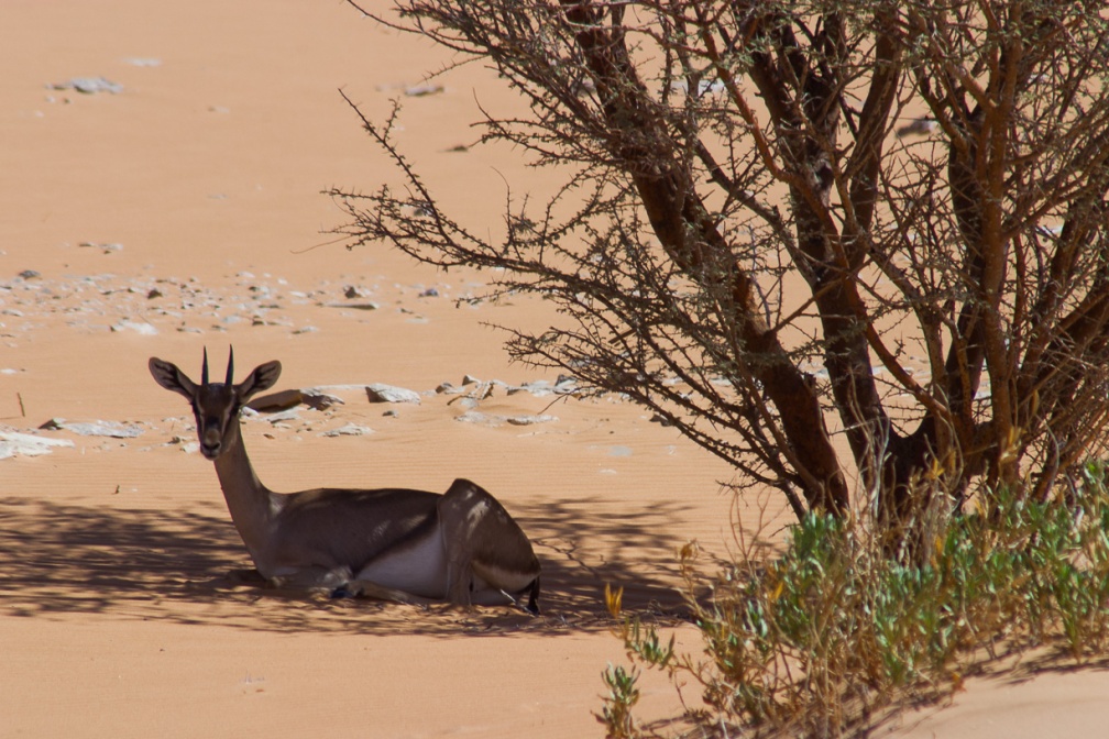 gazella-gazella-saudi-arabia-9EB60EF8-4A99-11DC-AA40-000A95CA2156.jpg