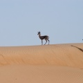 gazella-gazella-united-arab-emirates-7E6CA48C-8CC9-11DC-A4FE-000A95CA2156.jpg