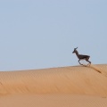 gazella-gazella-united-arab-emirates-7EEEF2DD-8CC9-11DC-A4FE-000A95CA2156.jpg