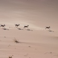 gazella-subguttrosa-saudi-arabia-657C4E44-4AB0-11DC-AA40-000A95CA2156.jpg
