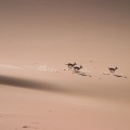 gazella-subguttrosa-saudi-arabia-6F12CE99-4AB0-11DC-AA40-000A95CA2156.jpg