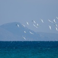 gelochelidon-nilotica-kos-greece-33B85F81-9E41-4330-BCA8-776F1E867E2F.jpg