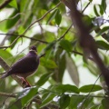 geotrygon-mystacea-guadeloupe-7DF1EA94-1D76-465A-B2AC-76560E477260.jpg