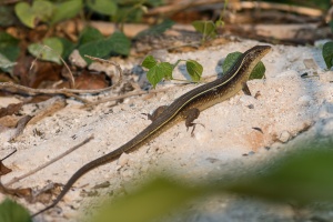 Gerrhosaurus nigrolineatus
