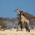 giraffa-camelopardalis-namibia-6912ABDC-912D-4839-B685-8F27212BF728.jpg