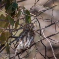 glaucidium-perlatum-botswana-2F38EE65-3703-4F56-B48B-5E7FB1978EE1.jpg