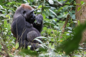 Gorilla gorilla (Gorille de plaine)