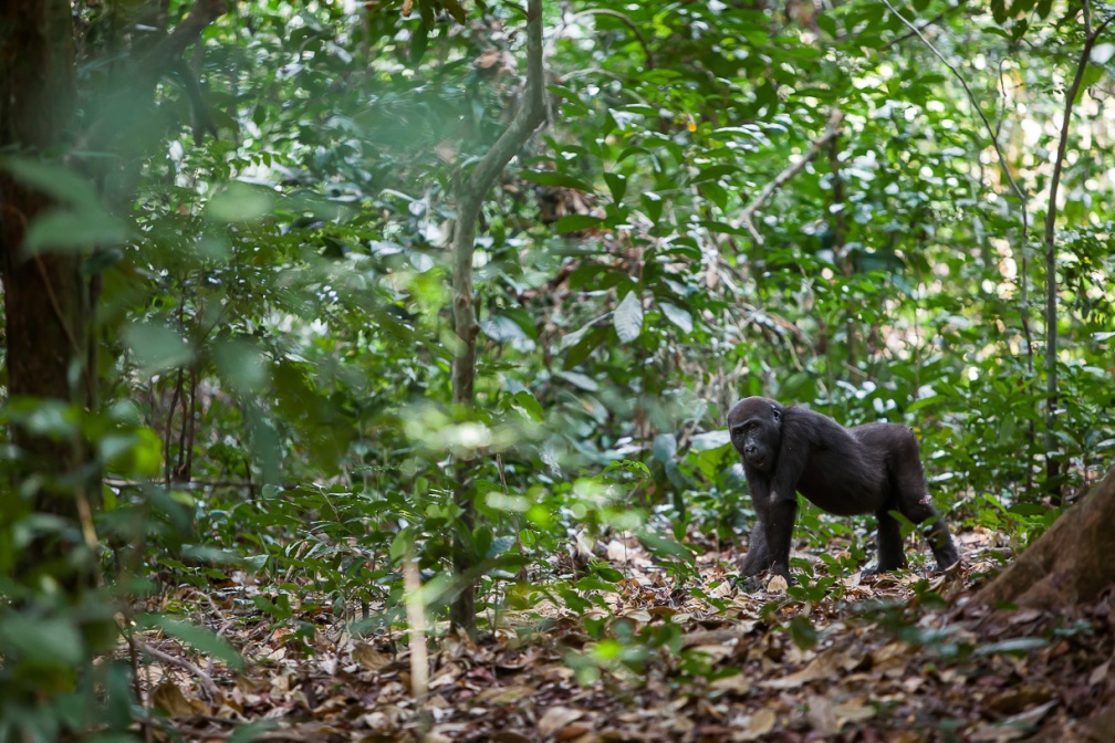 gorilla-gorilla-gabon-107F74D0-B6A5-42FE-8534-9FF9788B1ECF.jpg