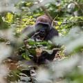 gorilla-gorilla-gabon-177F62EE-CBB0-4717-BF9E-404BCEC4F3F6.jpg