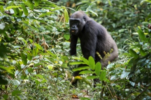 Gorilla gorilla (Gorille de plaine)