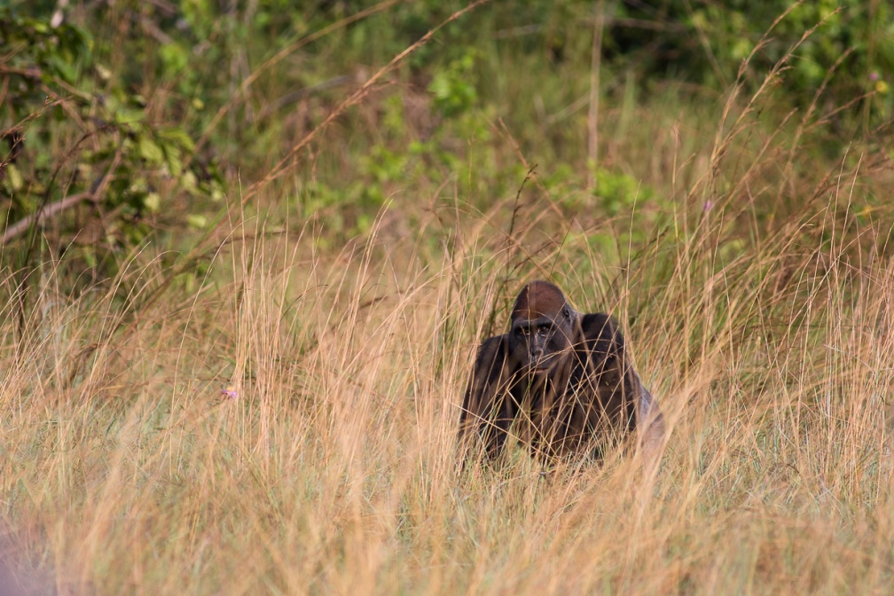 gorilla-gorilla-gabon-242EEDE6-99D8-402A-9B60-B13D1587B837.jpg