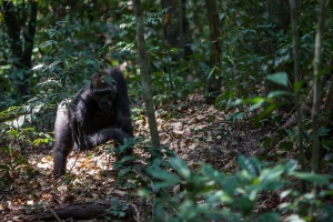 Gorilla gorilla (Gorille de plaine)