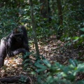 gorilla-gorilla-gabon-2FDF3C25-A8A4-44B8-87A6-B7F6170513F4.jpg