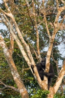 Gorilla gorilla (Gorille de plaine)