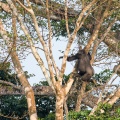 gorilla-gorilla-gabon-6B09423B-E507-4663-9B4E-A1EDEA6AEA18.jpg