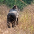 gorilla-gorilla-gabon-7893E087-0C55-4924-92BD-EB75230F4707.jpg