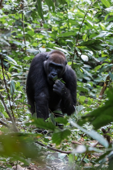 gorilla-gorilla-gabon-82B440A4-ABBD-49E3-9A2D-D7FA8DFD1D64.jpg