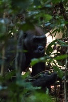 Gorilla gorilla (Gorille de plaine)