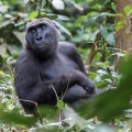 gorilla-gorilla-gabon-9B921C9E-6CD8-4E87-9A2E-2215E66CB368.jpg