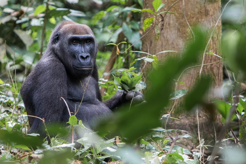 gorilla-gorilla-gabon-A97CB564-1194-4172-BDA0-AA1F7C062EF7.jpg