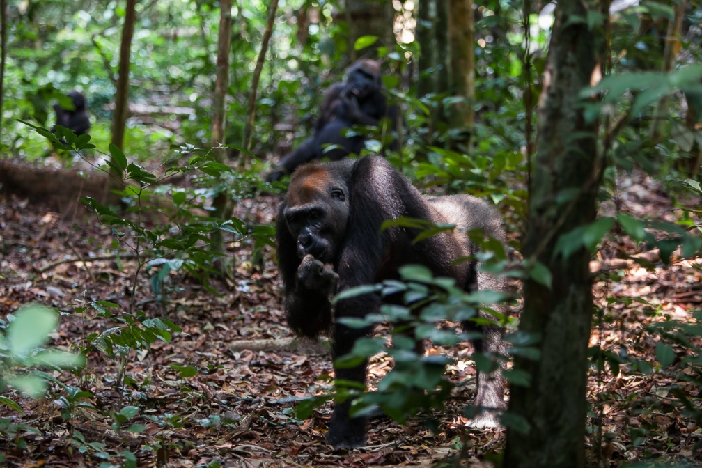 gorilla-gorilla-gabon-B118B884-68FB-4ACF-8245-637F5F6D3CE6.jpg